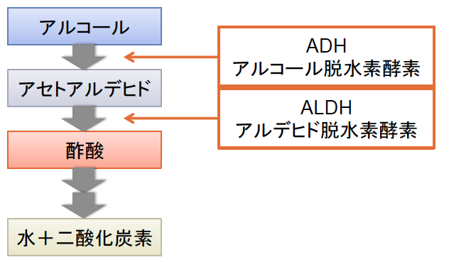 酔い説明図